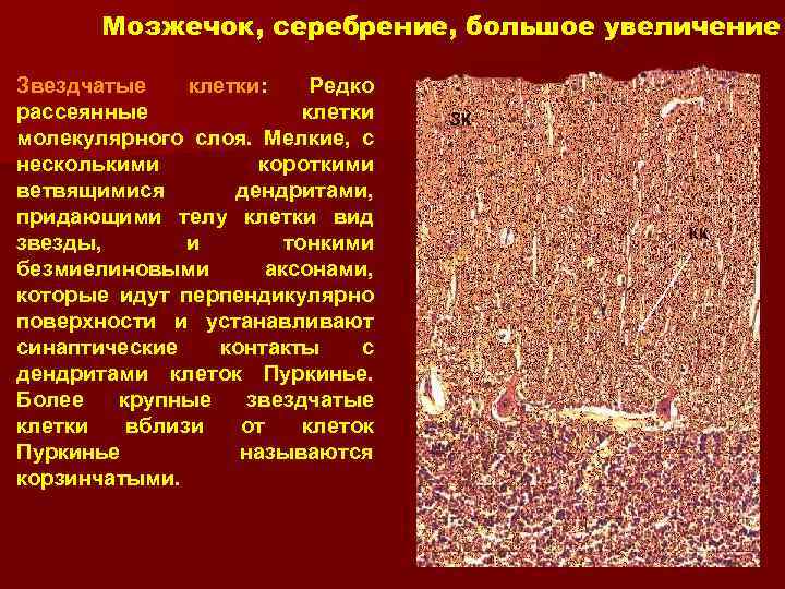 Мозжечок, серебрение, большое увеличение Звездчатые клетки: Редко рассеянные клетки молекулярного слоя. Мелкие, с несколькими