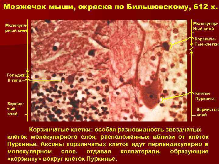 Мозжечок мыши, окраска по Бильшовскому, 612 x. Молекулярный слой Молекуляр. Ный слой Корзинча. Тые