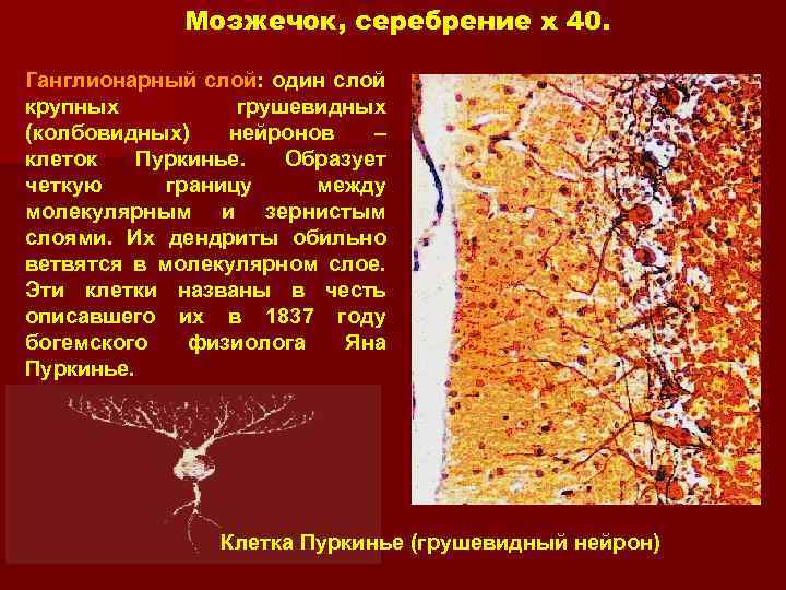 Мозжечок, серебрение x 40. Ганглионарный слой: один слой крупных грушевидных (колбовидных) нейронов – клеток