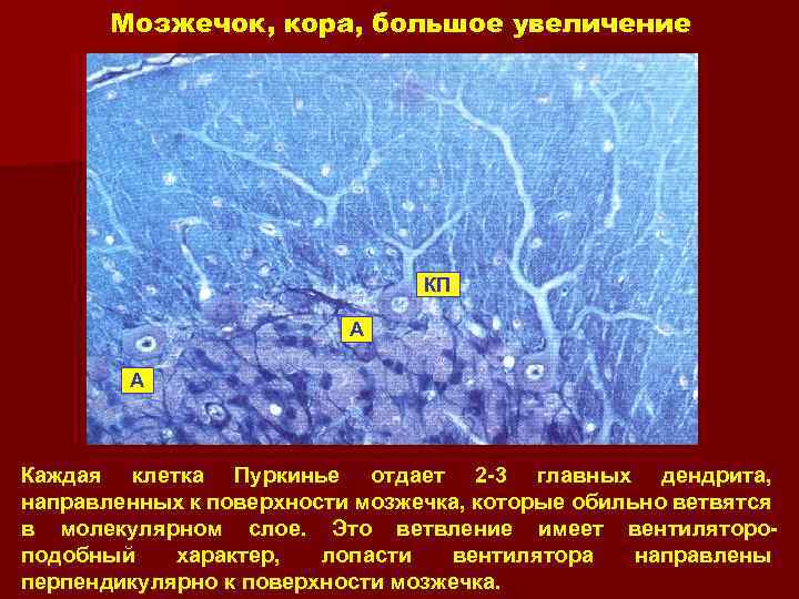 Мозжечок, кора, большое увеличение КП A A Каждая клетка Пуркинье отдает 2 -3 главных