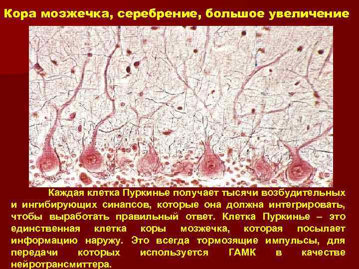 Кора мозжечка, серебрение, большое увеличение Каждая клетка Пуркинье получает тысячи возбудительных и ингибирующих синапсов,