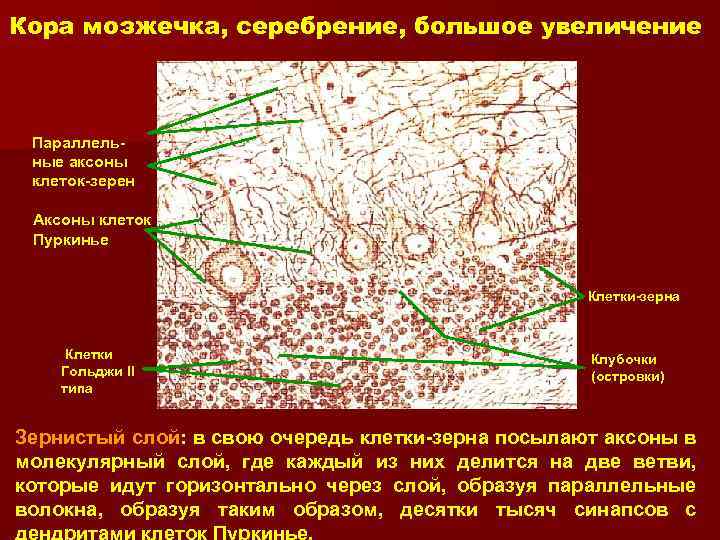 Кора мозжечка, серебрение, большое увеличение Параллельные аксоны клеток-зерен Аксоны клеток Пуркинье Клетки-зерна Клетки Гольджи