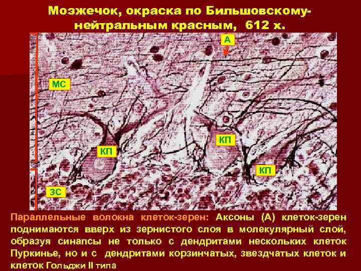 Мозжечок, окраска по Бильшовскомунейтральным красным, 612 x. A MС КП КП КП ЗС Параллельные