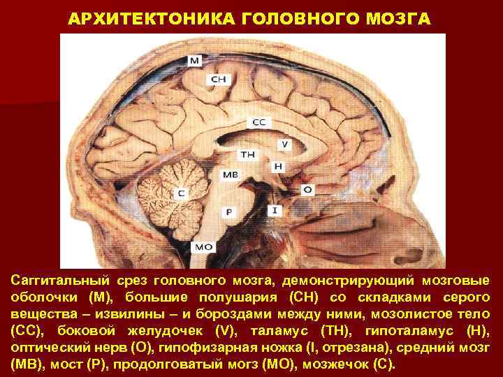 Срез мозга. Саггитальный срез головного мозга. Архитектоника головного мозга. Архитектоника коры головного мозга. Архитектоника коры полушарий головного мозга.