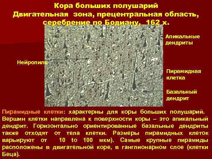 Кора больших полушарий Двигательная зона, прецентральная область, серебрение по Бодиану, 162 x. Апикальные дендриты