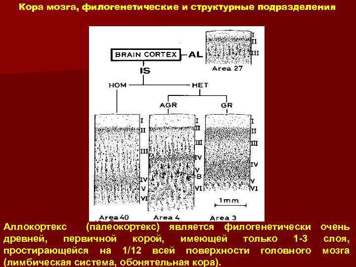 Кора мозга, филогенетические и структурные подразделения Аллокортекс (палеокортекс) является филогенетически очень древней, первичной корой,