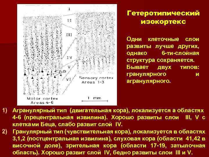 Гетеротипический изокортекс Одни клеточные слои развиты лучше других, однако 6 -ти-слойная структура сохраняется. Бывает