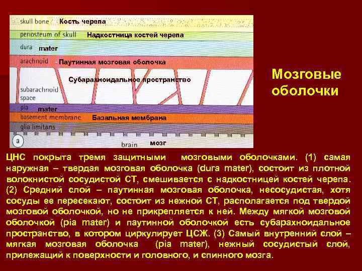 Кость черепа Надкостница костей черепа mater - Паутинная мозговая оболочка Субарахноидальное пространство Мозговые оболочки