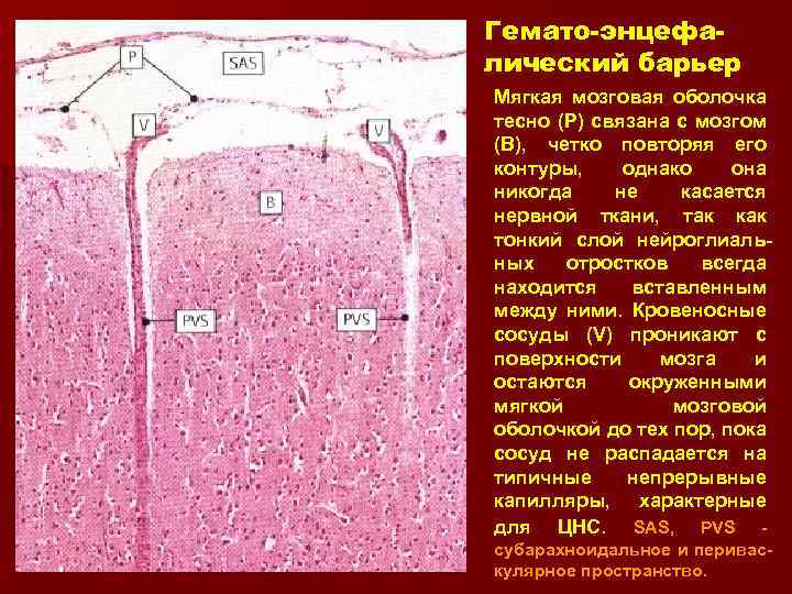 Гемато-энцефалический барьер Мягкая мозговая оболочка тесно (Р) связана с мозгом (В), четко повторяя его