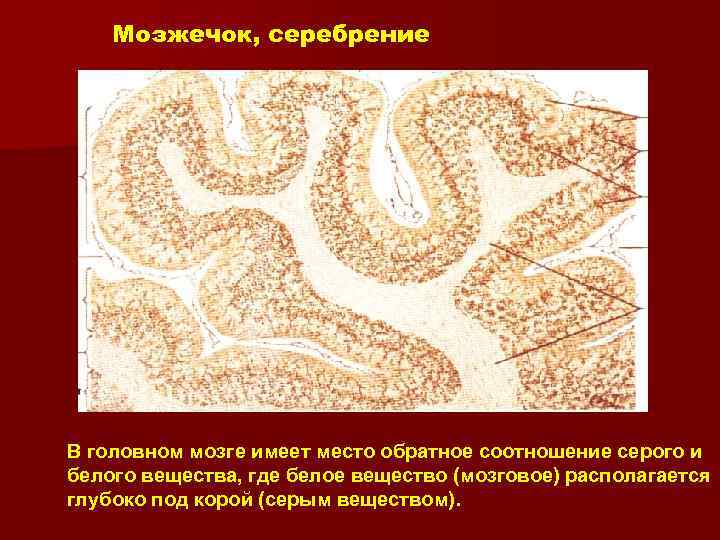 Серое вещество головного мозга. Серое вещество головного мозга гистология. Серое вещество гистология. Белое вещество мозга гистология. Белое и серое вещество мозга гистология.