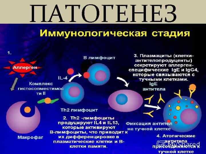 ПАТОГЕНЕЗ 