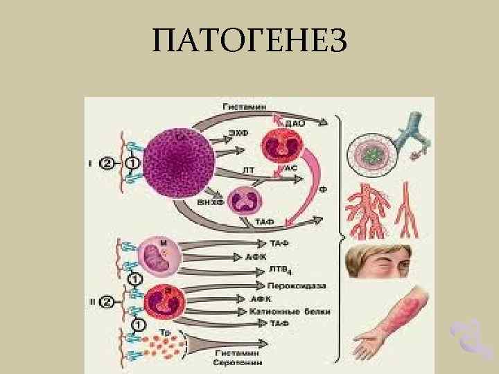 ПАТОГЕНЕЗ 