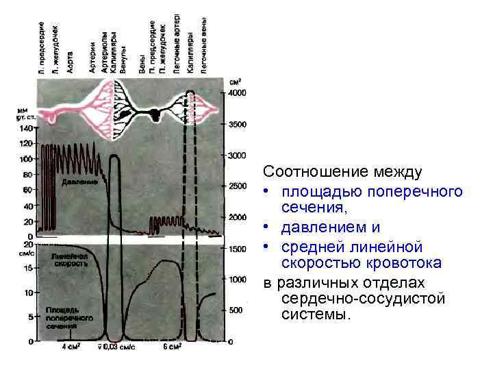 Соотношение между • площадью поперечного сечения, • давлением и • средней линейной скоростью кровотока