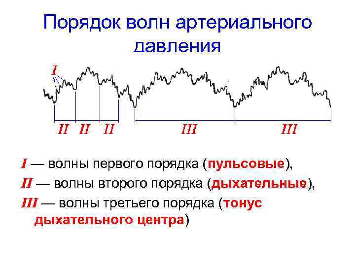 Порядок волн артериального давления I — волны первого порядка (пульсовые), II — волны второго