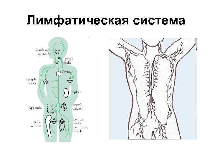 Лимфосистема человека схема движения