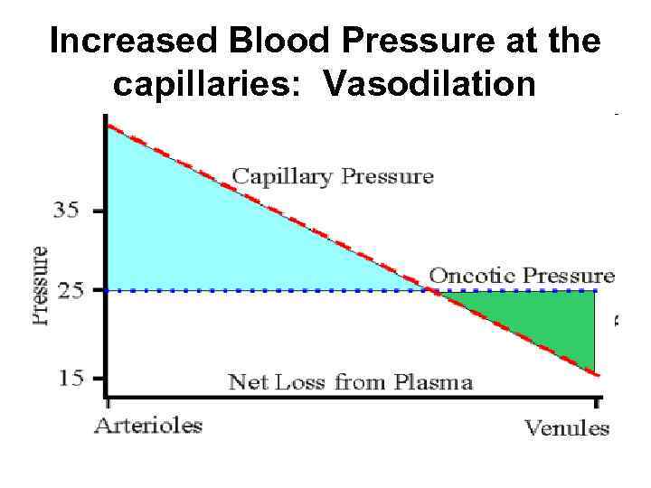 Increased Blood Pressure at the capillaries: Vasodilation 