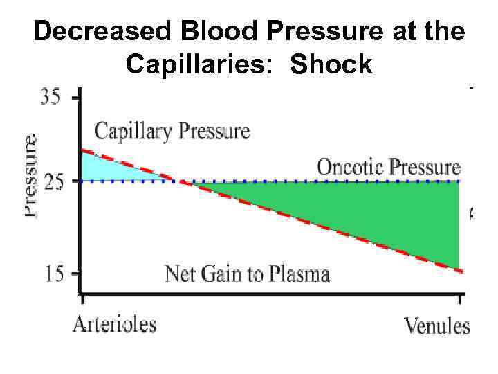 Decreased Blood Pressure at the Capillaries: Shock 