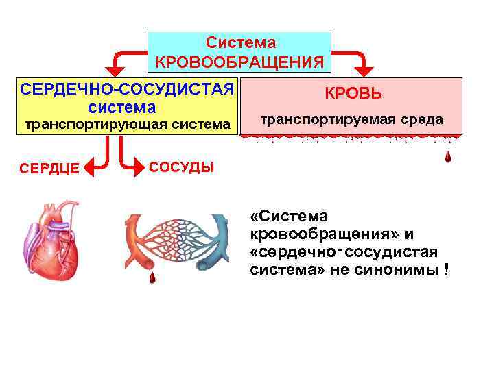  «Система кровообращения» и «сердечно‑сосудистая система» не синонимы ! 