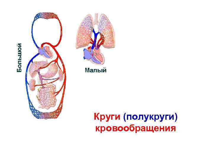 Круги (полукруги) кровообращения 