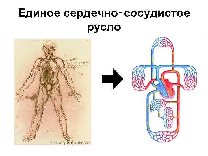 Презентация кровообращение и лимфообращение 8 класс пасечник