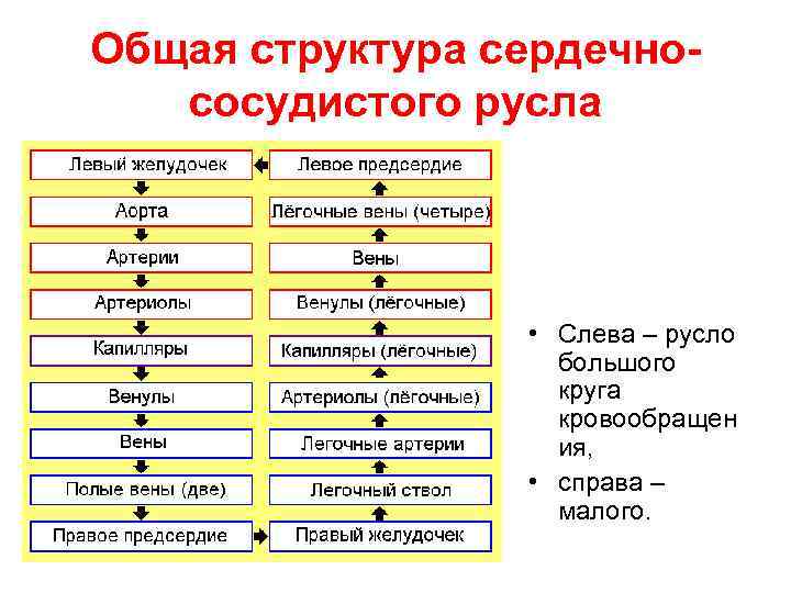 Общая структура сердечнососудистого русла • Слева – русло большого круга кровообращен ия, • справа
