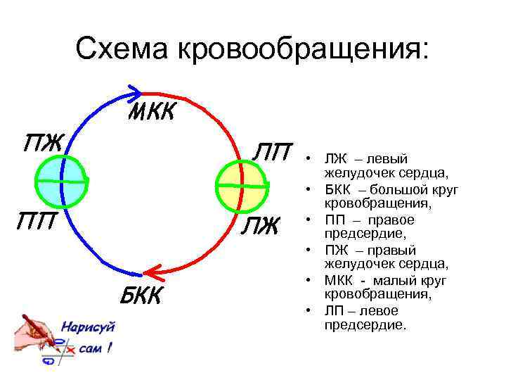 Схема кровообращения: • ЛЖ – левый желудочек сердца, • БКК – большой круг кровобращения,