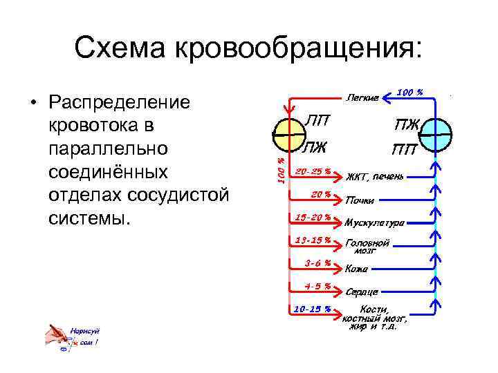 Схема кровообращения: • Распределение кровотока в параллельно соединённых отделах сосудистой системы. 