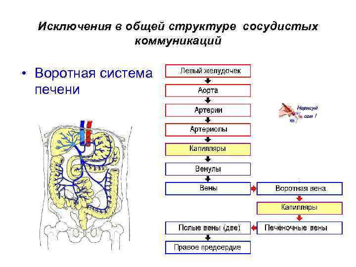 Исключения в общей структуре сосудистых коммуникаций • Воротная система печени 