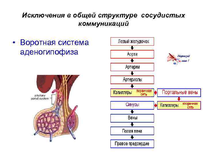Исключения в общей структуре сосудистых коммуникаций • Воротная система аденогипофиза 