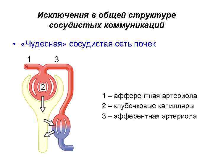 Двойная капиллярная сеть в почках схема