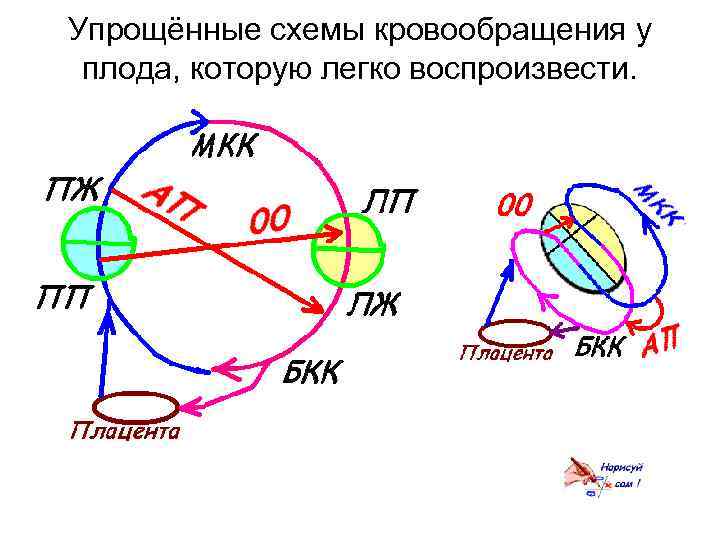 Упрощённые схемы кровообращения у плода, которую легко воспроизвести. 