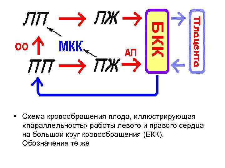  • Схема кровообращения плода, иллюстрирующая «параллельность» работы левого и правого сердца на большой