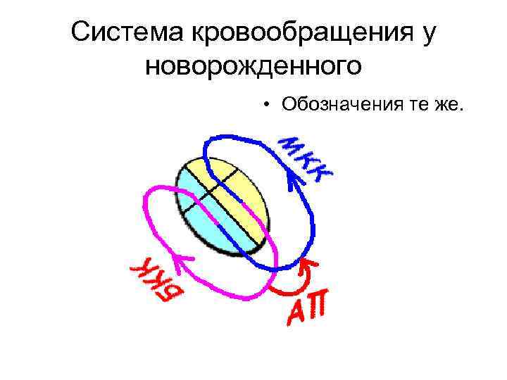 Система кровообращения у новорожденного • Обозначения те же. 