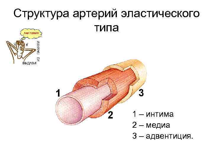 Структура артерий эластического типа 1 – интима 2 – медиа 3 – адвентиция. 