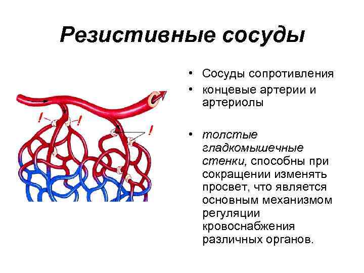 Резистивные сосуды • Сосуды сопротивления • концевые артерии и артериолы • толстые гладкомышечные стенки,