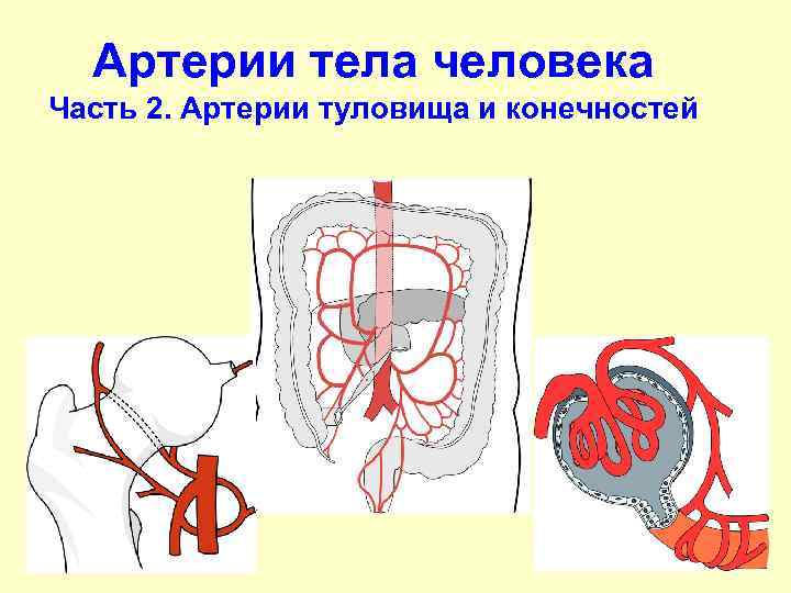 Артерии тела человека Часть 2. Артерии туловища и конечностей 