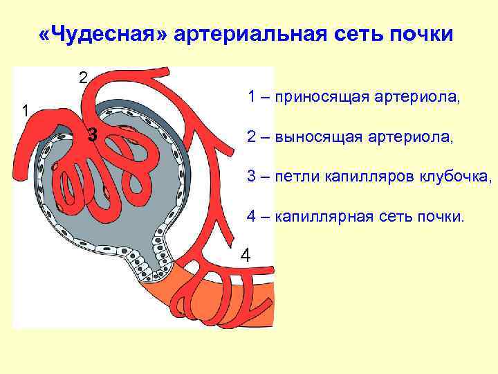  «Чудесная» артериальная сеть почки 2 1 – приносящая артериола, 1 3 2 –