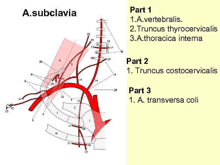 A. subclavia Part 1 1. A. vertebralis. 2. Truncus thyrocervicalis 3. A. thoracica interna