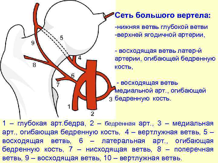 Сеть большого вертела: -нижняя ветвь глубокой ветви -верхней ягодичной артерии, 5 9 - восходящая