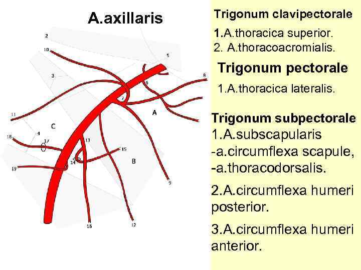 A. axillaris Trigonum clavipectorale 1. A. thoracica superior. 2. A. thoracoacromialis. Trigonum pectorale 1.