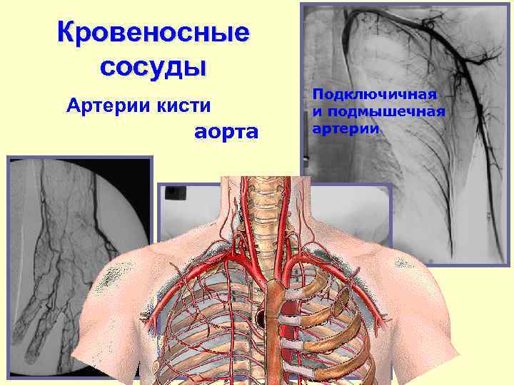 Кровеносные сосуды Артерии кисти аорта Подключичная и подмышечная артерии 