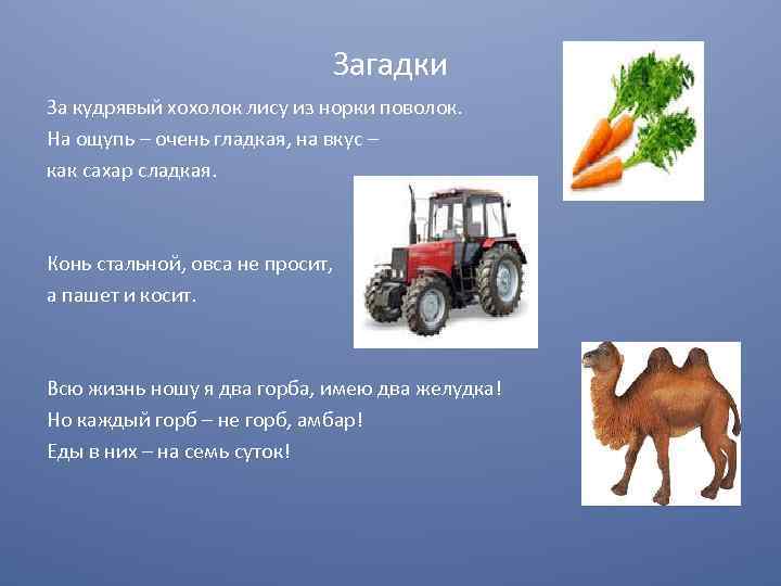Загадки За кудрявый хохолок лису из норки поволок. На ощупь – очень гладкая, на