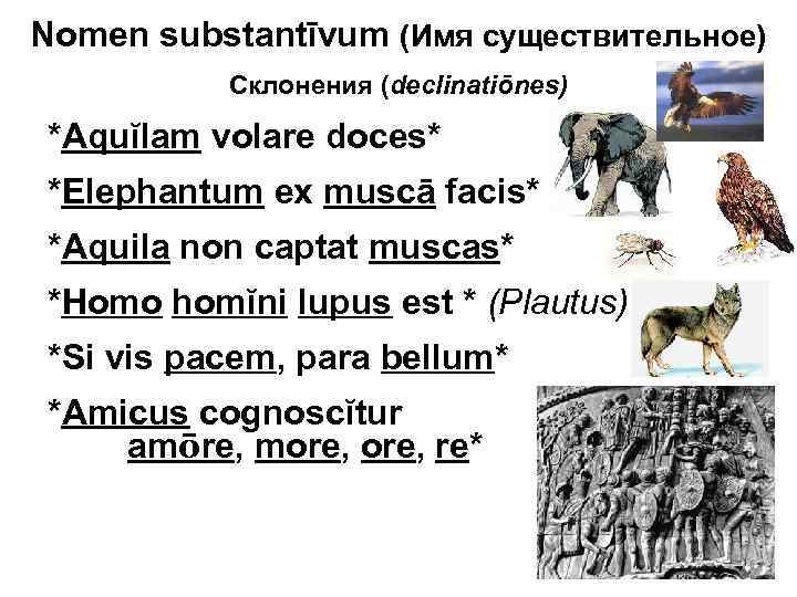 Homo homini lupus перевод. Elephantum ex Musca FACIS перевод. Nomen латынь. Lupus склонение латынь. Amicus латынь.