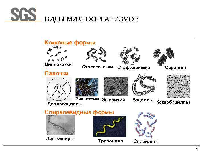 ВИДЫ МИКРООРГАНИЗМОВ Кокковые формы Диплококки Стрептококки Стафилококки Сарцины Палочки Риккетсии Эшерихии Диплобациллы Бациллы Коккобациллы