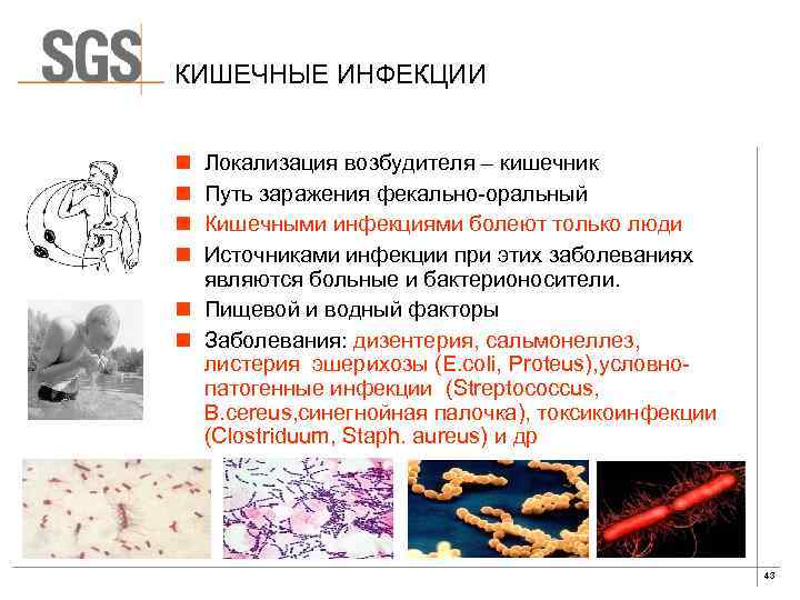 КИШЕЧНЫЕ ИНФЕКЦИИ n n Локализация возбудителя – кишечник Путь заражения фекально-оральный Кишечными инфекциями болеют