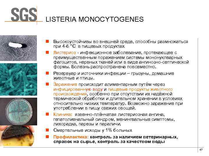 LISTERIA MONOCYTOGENES n Высокоустойчивы во внешней среде, способны размножаться при 4 -6 °С в