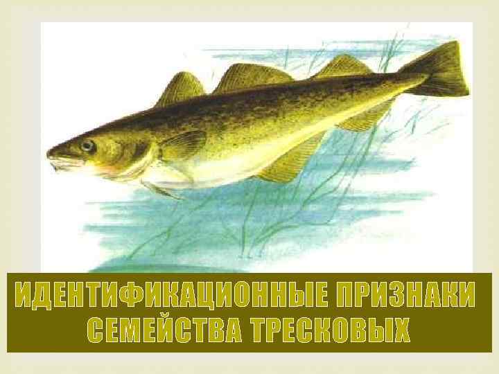 ИДЕНТИФИКАЦИОННЫЕ ПРИЗНАКИ СЕМЕЙСТВА ТРЕСКОВЫХ 