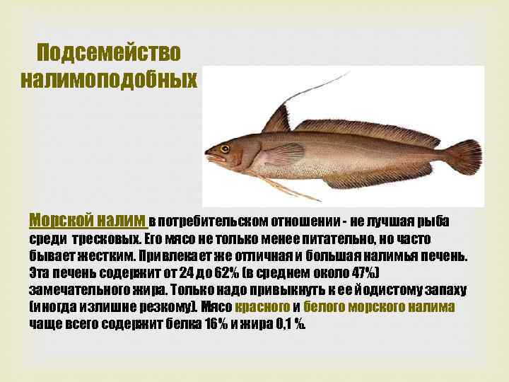 Подсемейство налимоподобных Морской налим в потребительском отношении не лучшая рыба среди тресковых. Его мясо