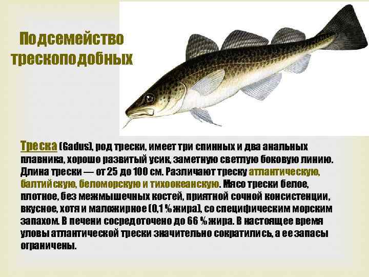 Подсемейство трескоподобных Треска (Gadus), род трески, имеет три спинных и два анальных плавника, хорошо