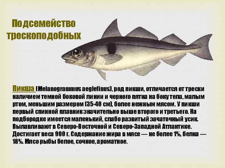 Подсемейство трескоподобных Пикша (Melanogrammus aeglefinus), род пикши, отличается от трески наличием темной боковой линии
